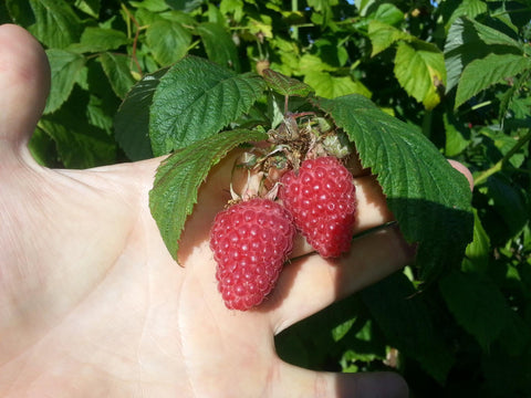 Framboises : les modes de culture des producteurs Kelbongoo !