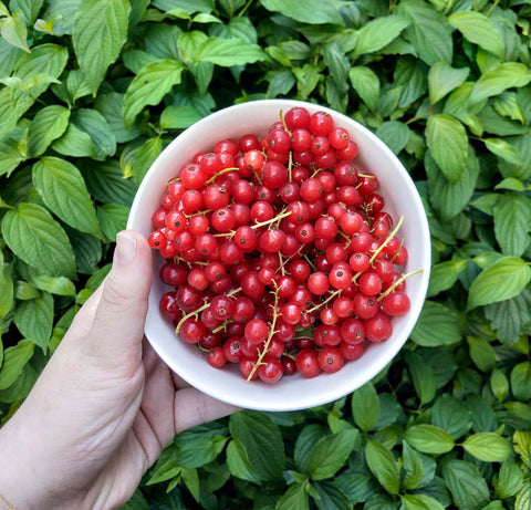Plutôt groseilles blanches ou groseilles rouges ?