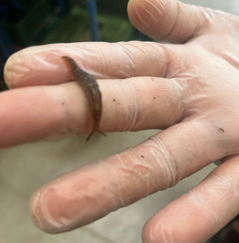 Salade-tomates-pucerons. Brève des champs !