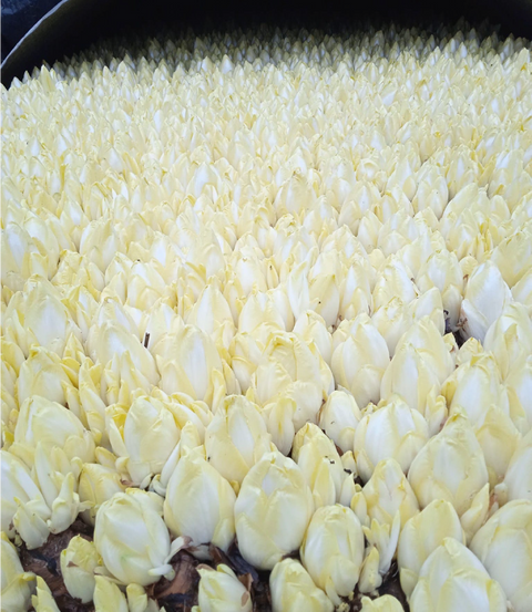 3 recettes pour redécouvrir l'endive de pleine terre !