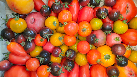 Les tomates des producteurs Kelbongoo : les différentes variétés et comment les déguster !